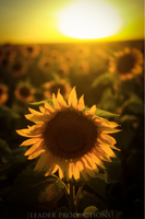 A Single Sunflower- By Leader Productions-Dpt