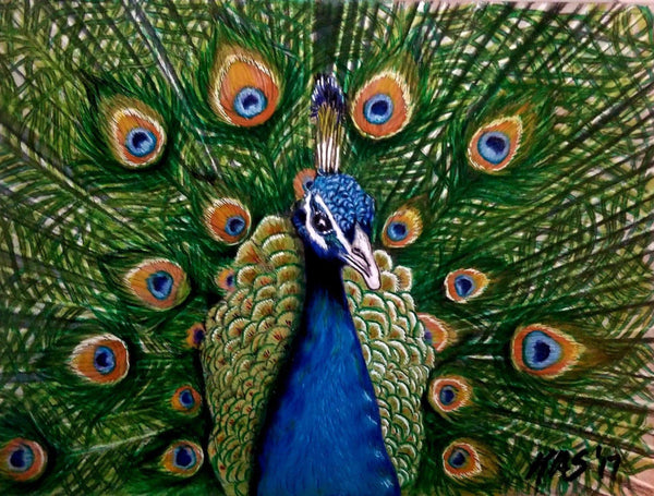 Beautiful Peacock By Katart