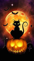 Black Cat On Jack-O-Lantern