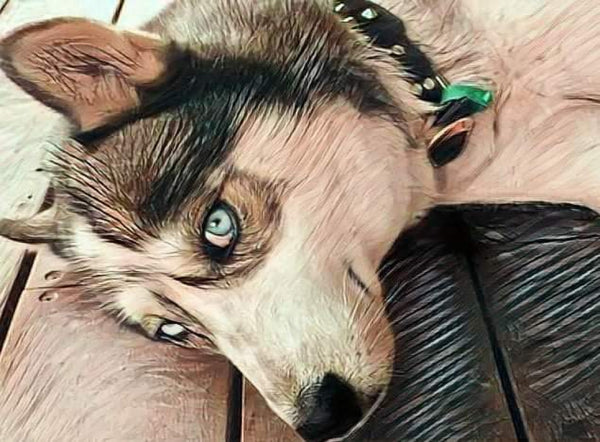 Blue Eyed Husky By Rebecca Johnson