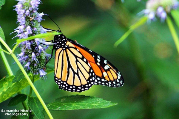 Buttefly Landing By Samantha Nicole