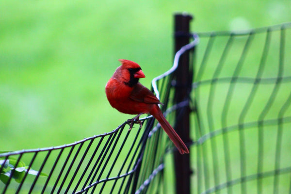 Cardinal On A Fence By Samantha