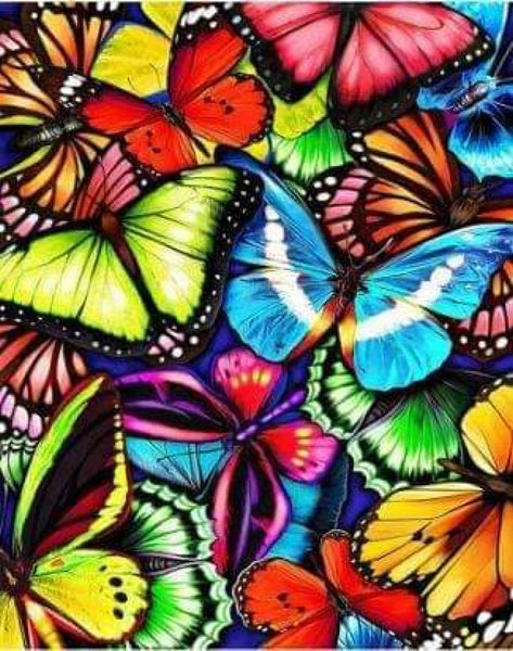 Colorful Butterflies