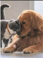 Dog And Cat Rts