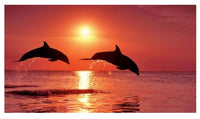 Dolphin Sunset