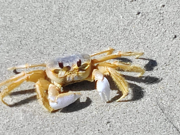 Dont Be Crabby By: Dianne Wilson