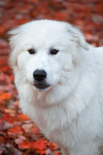 Great Pyrenees- By Leader Productions-Dpt