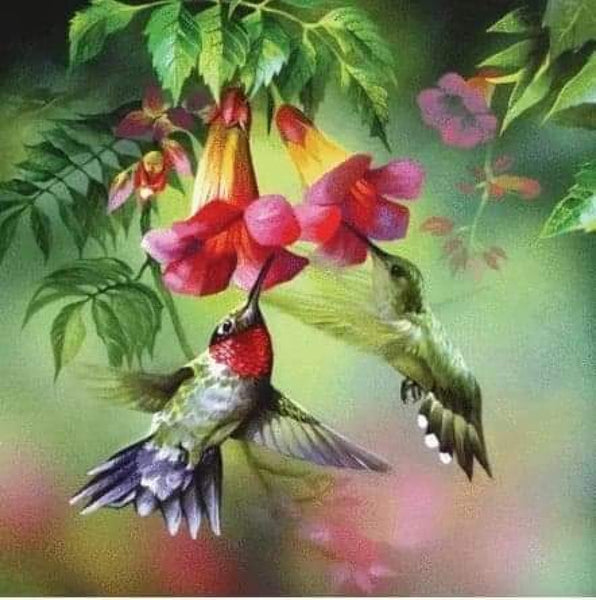 Humming Bird Pair On Flower-Dpt