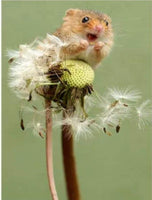 Mouse On A Dandelion Rts