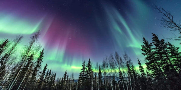 Northern Lights Over Forest