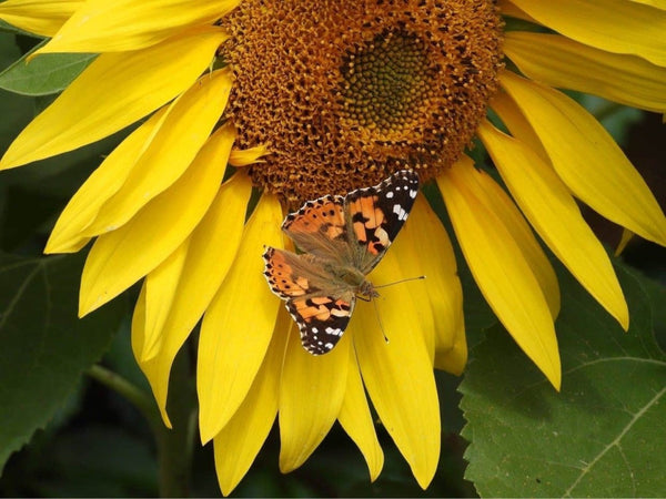 Orange Butterfly On Sunflower