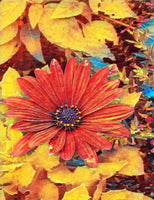 Orangish Daisy By Rebecca Johnson