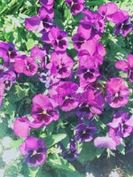 Pansy Patch By: Rebecca Johnson