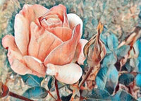 Peach Rose Bloom By Rebecca Johnson