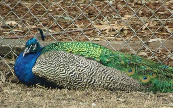 Peacock Sits On Fence By Rebecca Johnson