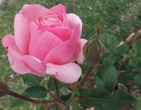 Pink Blooming Rose By Rebecca Johnson