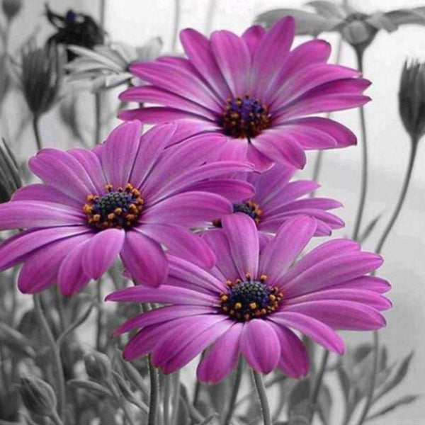 Purple Daisy