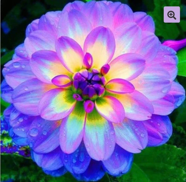 Purple Glow Flower