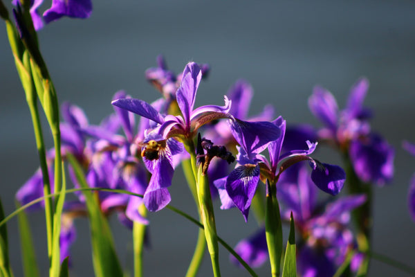 Purple Iris- By Samantha