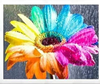 Rainbow Daisy In Rain -Crystal Rts