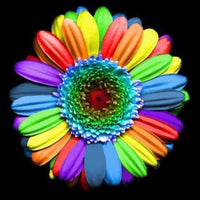 Rainbow Daisy Rts