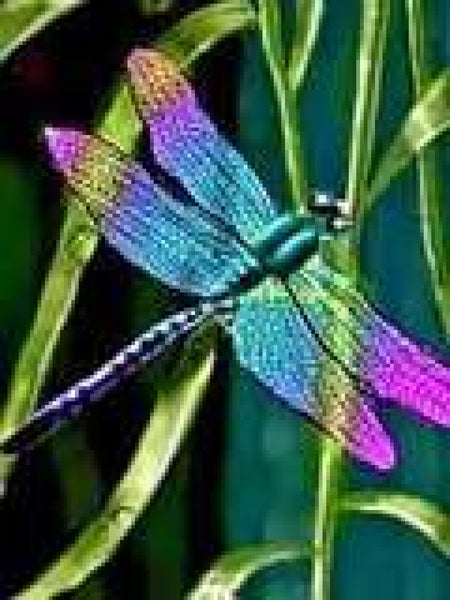 Rainbow Dragonfly-Crystal Drills