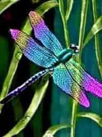 Rainbow Dragonfly-Crystal Rts