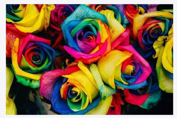 Rainbow Roses