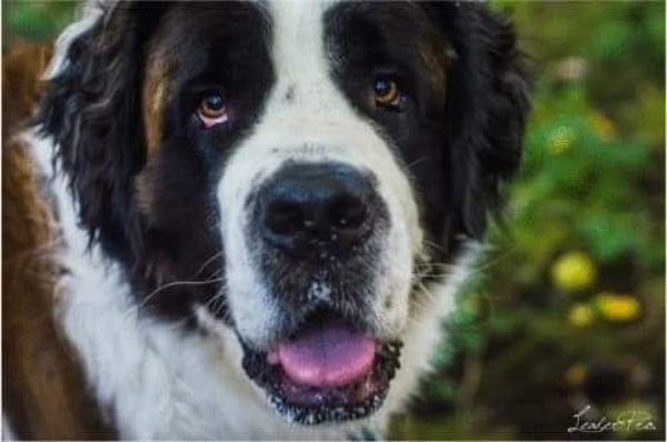 St. Bernard- By Leader Productions-Dpt