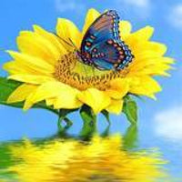 Sunflower Butterfly Reflection-Crystal Drills