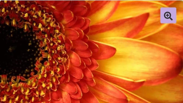 Sunflower Closeup