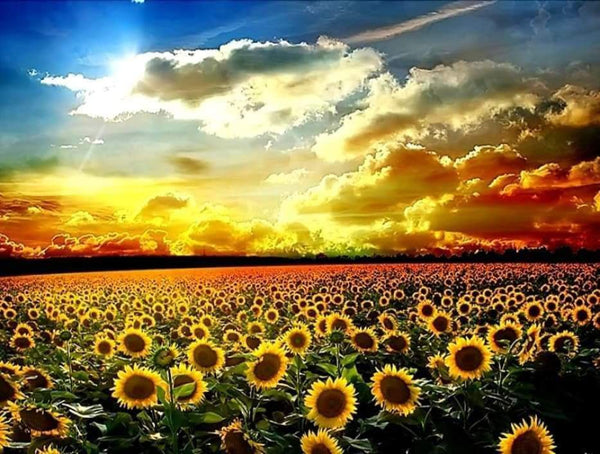 Sunflower Field -Crystal Rts