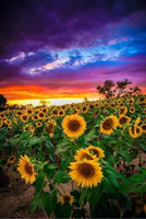 Sunflower Field Sunset