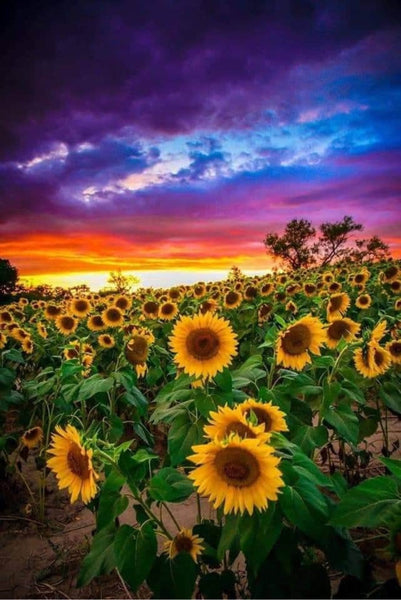 Sunflower Field Sunset