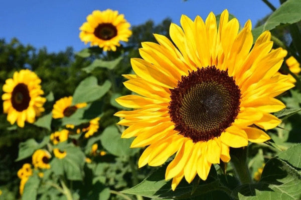 Sunflower Portrait