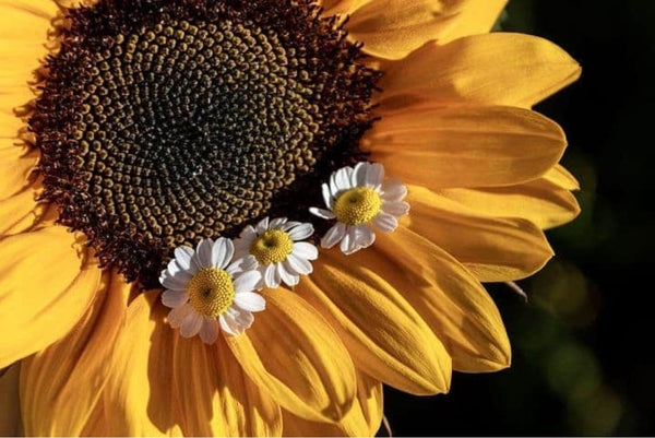 Sunflowers And Daisies