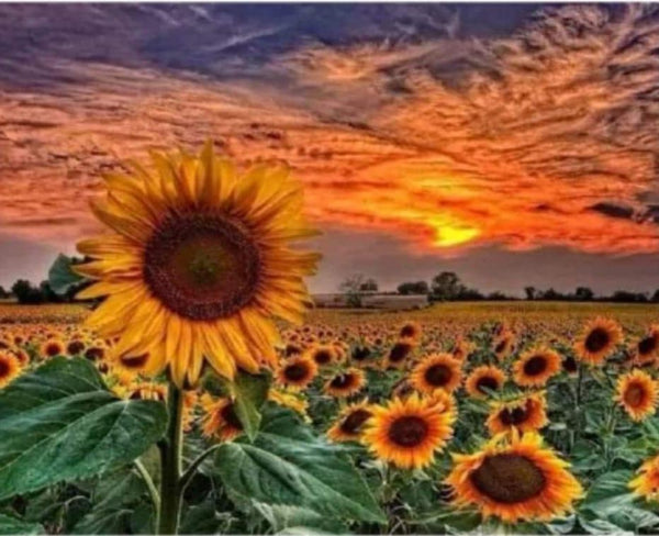 Sunset Sunflowers Rts