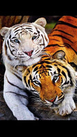 Tigers