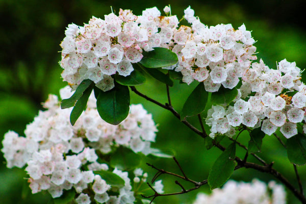 Tree Blossoms- By Samantha