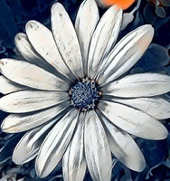 White Daisy By Rebecca Johnson