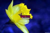 Yellow Daffodil On A Blue Background By Leader Productions-Dpt