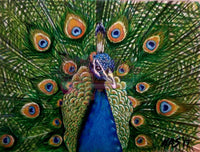 Beautiful Peacock By Katart