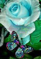Blue Rose Butterfly-Crystal Drills