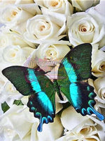 Butterfly On White Roses-Crystal Rts