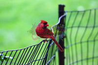 Cardinal On A Fence By Samantha