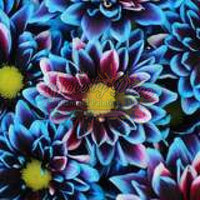 Daisy Flowers-Crystal Drills