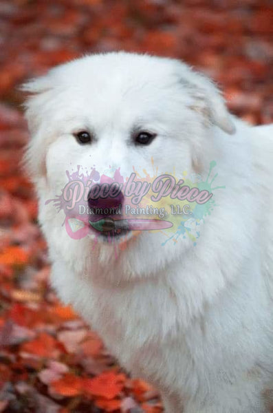 Great Pyrenees- By Leader Productions-Dpt