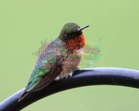 Hummingbird By Wolf Branch Photography-Dpt