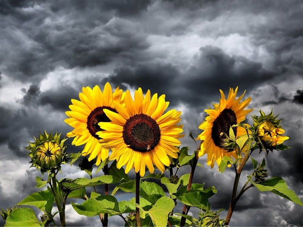 Sunflower With Stormy Sky