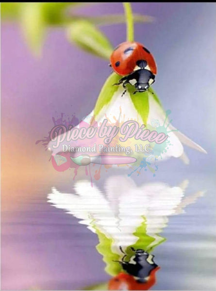 Ladybug Reflection Rts